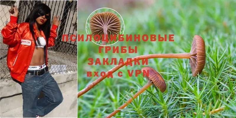 даркнет сайт  Вуктыл  Галлюциногенные грибы Psilocybe 